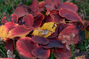 20150926 Anna-Sasha-wedding-4634 